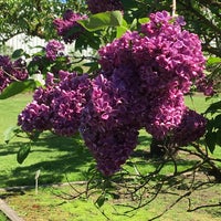 Photo taken at Hilda Klager Lilac Gardens by Staci A. on 5/7/2017