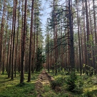 Photo taken at Сестрорецкий лес by Oleg S. on 8/23/2022