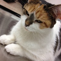 petsmart elston banfield