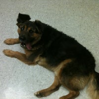 bartow animal hospital phone number