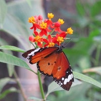 Photo taken at The Butterfly Farm by Pat H. on 12/30/2011