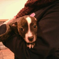 11/5/2011 tarihinde Salena M.ziyaretçi tarafından Little Shelter Animal Rescue &amp; Adoption Center'de çekilen fotoğraf