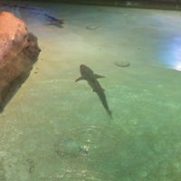 Photo taken at Shark  Exhibit by LaTanya A. on 5/28/2012