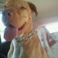 petsmart elston banfield