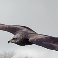 Foto scattata a The Lake District Wildlife Park da Steve L. il 2/29/2024