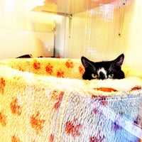 11/28/2012에 Blu Mar Ten님이 The Mayhew Animal Home에서 찍은 사진