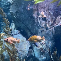 Das Foto wurde bei Aquarium of the Pacific von Suzie L. am 4/29/2022 aufgenommen