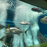 Photo taken at OdySea Aquarium by Suzie L. on 7/15/2022