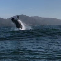 Photo taken at San Francisco Whale Tours by Steve L. on 6/5/2018