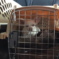 Pet Vet Animal Hospital Dallas Tx