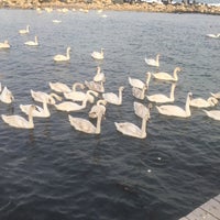 Capul Turcului Beach In Eforie Sud Constanta