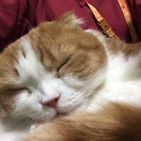 猫カフェ ねこっ茶 横浜西口店 西区 横浜市 神奈川県