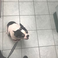 northside vet clinic