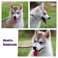 Foto diambil di Sparta Siberians oleh Vorapol S. pada 8/25/2015