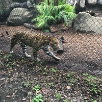 Photo taken at Clouded Leopard Habitat by Jonathan S. on 9/2/2018