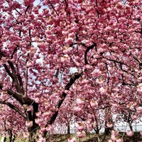 Photo taken at Central Park Cherry Blossoms by Betty K. on 4/28/2013