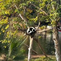 Das Foto wurde bei Phoenix Zoo von Anton F. am 12/11/2023 aufgenommen