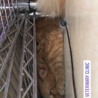 Pets First Veterinary Clinic 41 Visitors