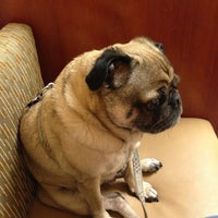 vca animal hospital bradshaw