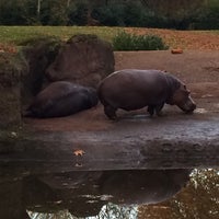 Photo taken at Hippo Pool by Captain B. on 11/12/2018