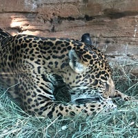 Photo taken at Jaguar Exhibit by Captain B. on 6/4/2019