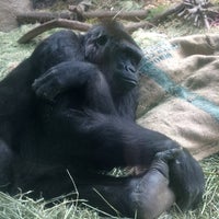 Photo taken at Western Lowland Gorilla by Captain B. on 4/5/2018