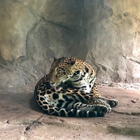 Photo taken at Jaguar Exhibit by Captain B. on 9/9/2019