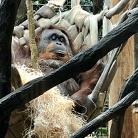 Photo taken at Orangutan Exhibit by Captain B. on 10/1/2019