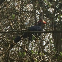 Photo taken at African Aviary by Captain B. on 3/22/2017
