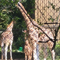 Photo taken at Giraffe Barn by Captain B. on 6/4/2019