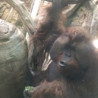 Photo taken at Orangutan Exhibit by Captain B. on 5/16/2018