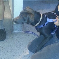 vca westside animal clinic