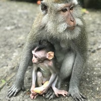 Photo taken at Sacred Monkey Forest Sanctuary by Ilya T. on 3/14/2018