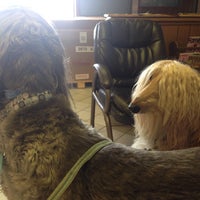 noah's emergency animal hospital