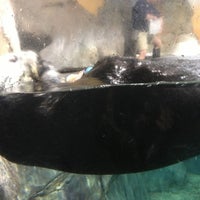 Photo taken at Sea Otter Exhibit by Melissa on 1/26/2013