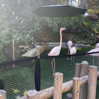 Photo taken at Flamingo Exhibit by Jenny T. on 2/19/2022