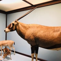 Photo taken at Mammals of Africa at The Field Museum by Greg D. on 8/18/2018