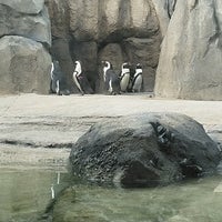 Photo taken at Pritzker Penguin Cove by Mohammad H. on 7/5/2018