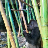 Photo taken at Regenstein Center for African Apes by Mohammad H. on 7/5/2018