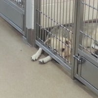 42+ Apple valley municipal animal shelter