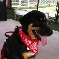 best friends pet care best friends pet care