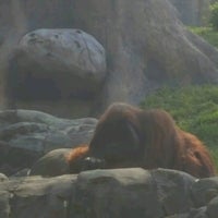 Photo taken at Orangutan Exhibit by Lee T. on 4/21/2017