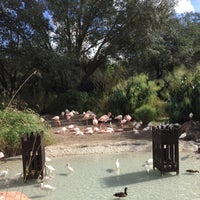 Photo taken at Animal Kingdom Lodge Flamingo Pool by Chris T. on 12/26/2015