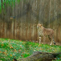 Photo taken at Cheetah Conservation Station by Christine K. on 11/9/2023
