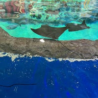 Das Foto wurde bei OdySea Aquarium von Angie P. am 2/26/2023 aufgenommen