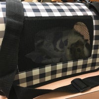 st mary's vca hospital