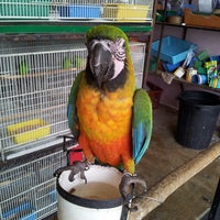 Kedai Burong Kesayangan Pet Store