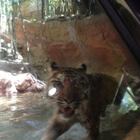 Photo taken at Sumatran Tiger Exhibit by Anthony on 4/13/2013