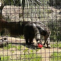 5/14/2023 tarihinde Sishuang Z.ziyaretçi tarafından Happy Hollow Park &amp;amp; Zoo'de çekilen fotoğraf