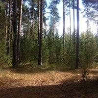 Лужский лес